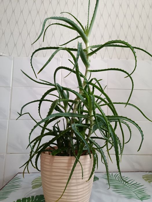 Продам алое продам