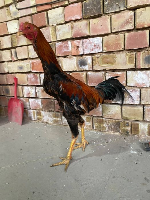 Dakan xoroz sotiladi