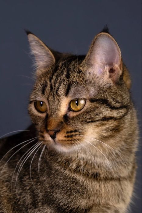 Кошечка девочка ищет дом