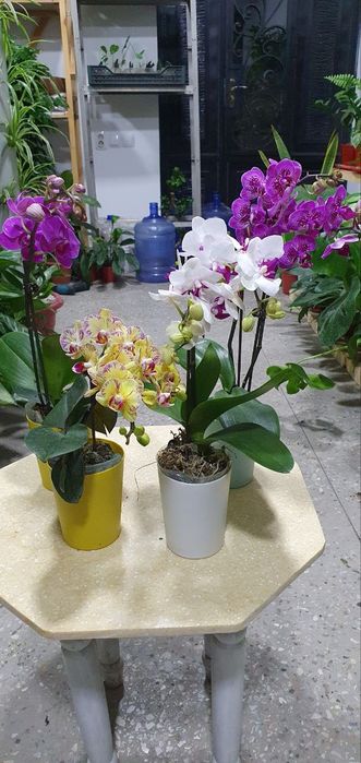 Arxideya (Архилея)