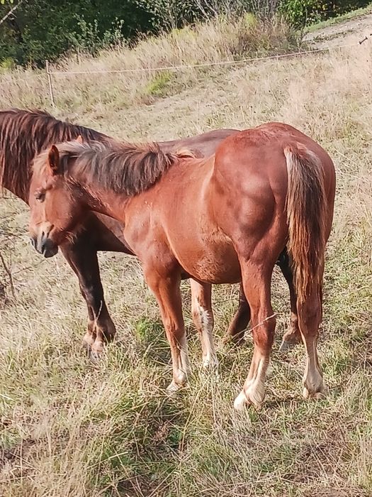 Vând un cal de 4 ani simanz de 1 an