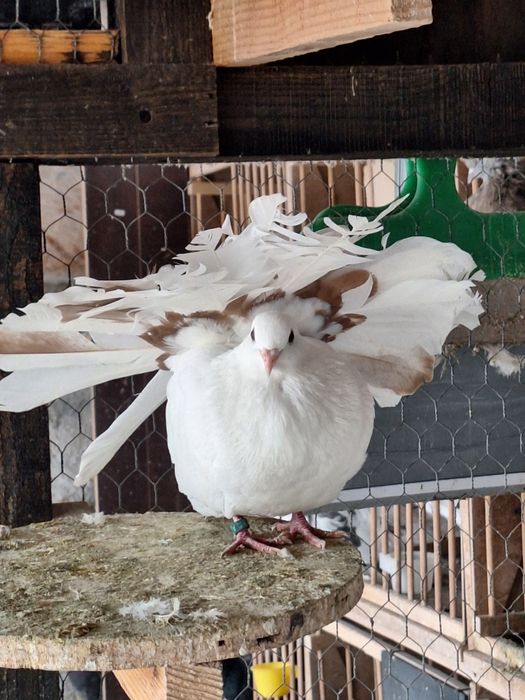 Porumbei rotați/voltați/curcani