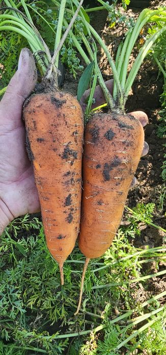 Продам морковь оптом