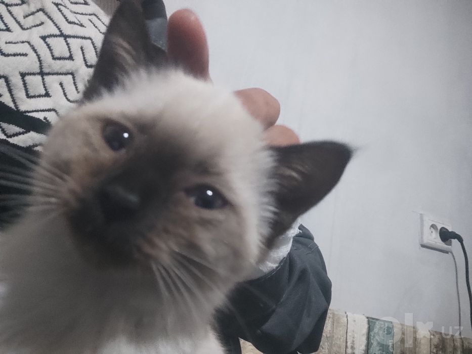 Siyam zotli mushuk bolasi 2 oylik moda mushukcha