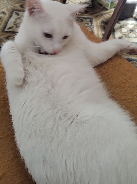 Бели котенца, сини очи, зелени очи,7 мес.Британска късокосместа