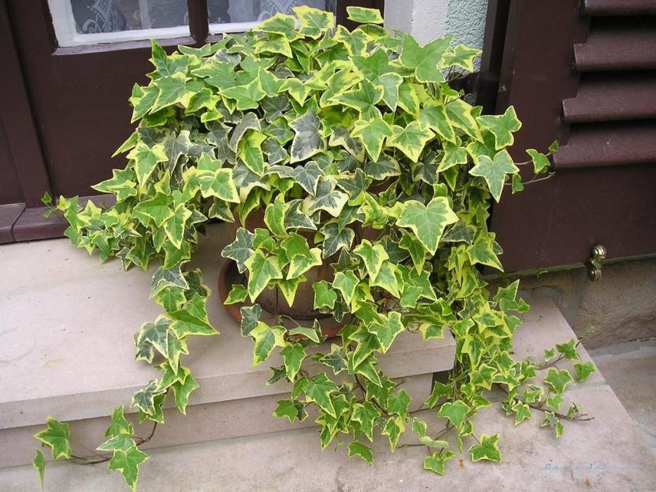 Плющ вариегатный (Hedera helix variegata) — 25 см