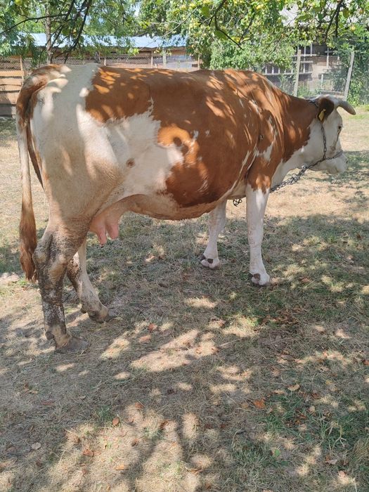 VÂND Vacă Bălțată