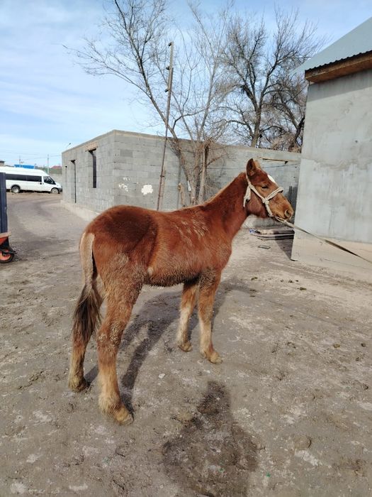 Тайлар сатылады, 1 ұрғашы, 2 еркек
