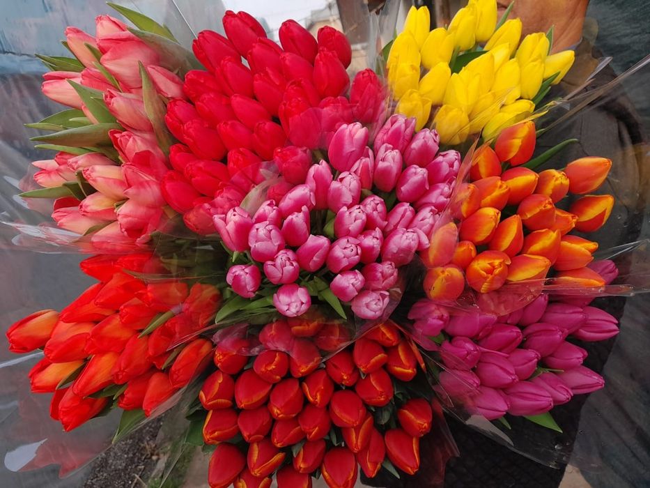 Тюльпаны крупные