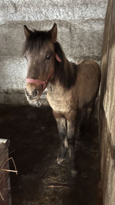 Жеребец 10 месяцев