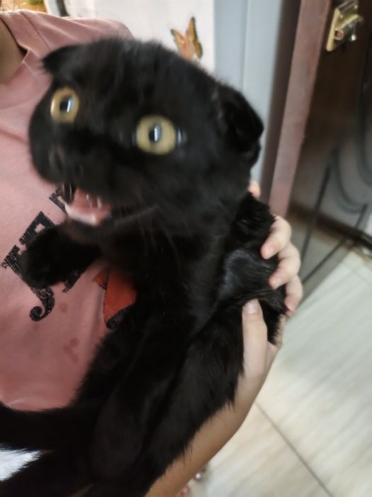 Вислоухая Шотландская кошка.