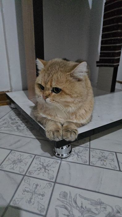 Золотыесты шиншилла Мальчик