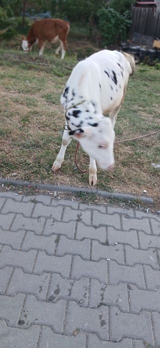 Vând vița de 3 luni