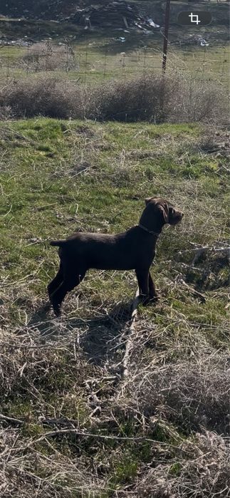 Продам щенка драатхара 3мес