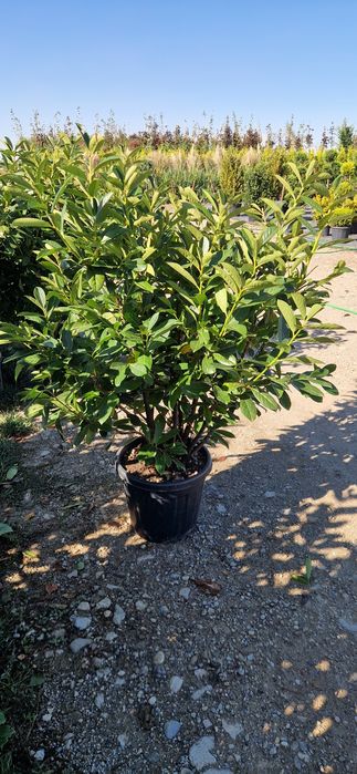 Prunus laucerasus- Photinia Red Robin