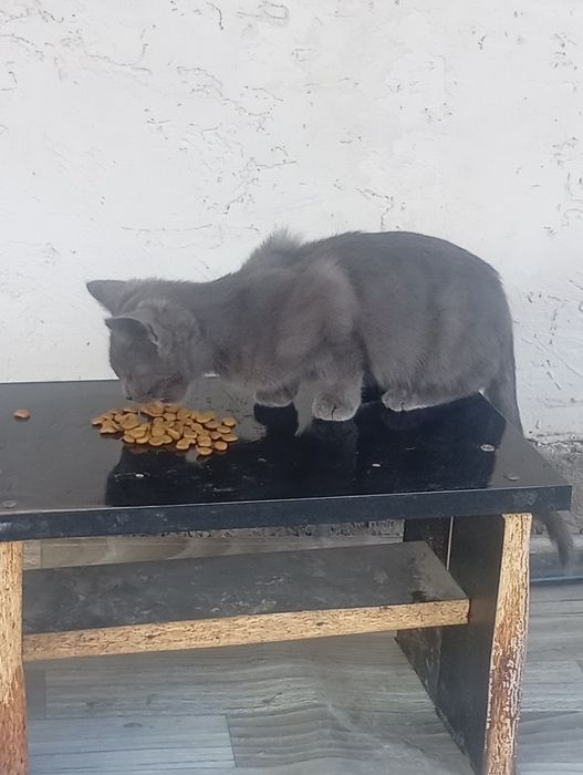 Отдам котят в хорошие руки