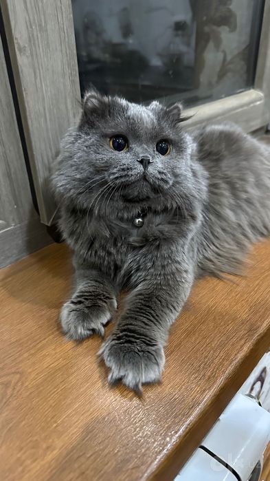 Котик для вязки  Предлагаем красивого и здорового котика для вязки