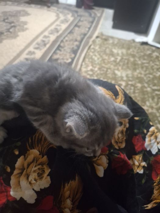 Скотиш страит котята