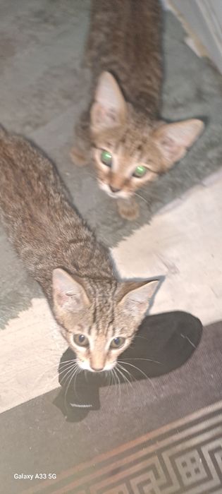 Отдам котёнка в добрые руки