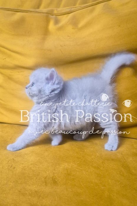 British Shorthair Lilac - femela cu Pedigree!