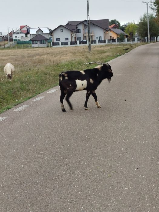 Schinb țap mior cu găini de raza