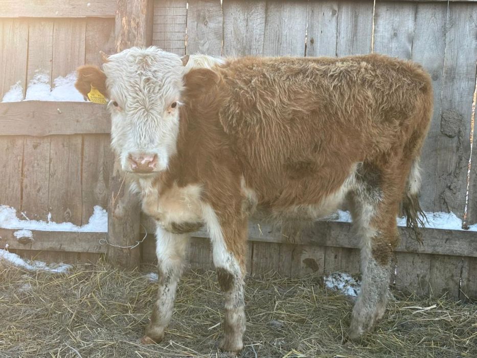 Продается 10 голов бычки