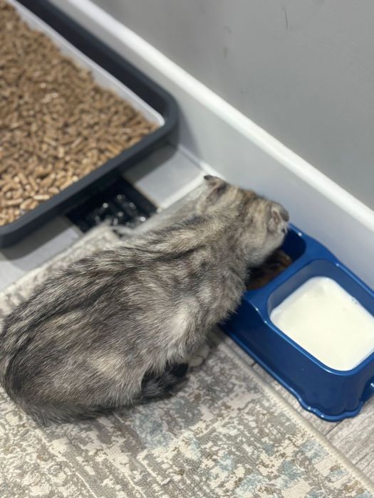 Шотландская вислоухая бесплатно