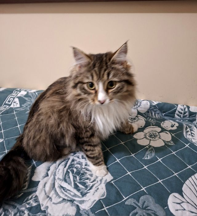 Замурчательная сибирская красавица  .Стерилизована