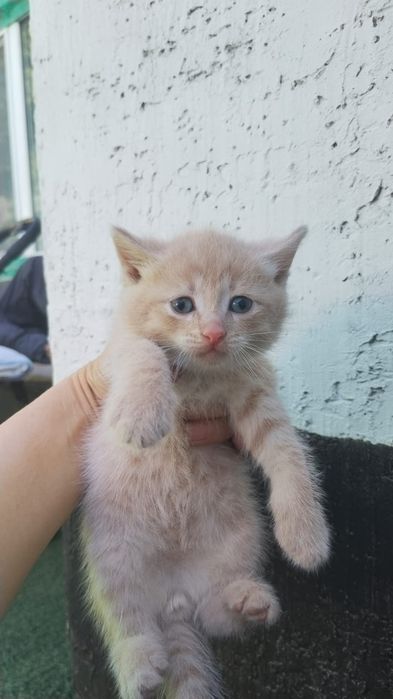 4 котят 1,5 месяца