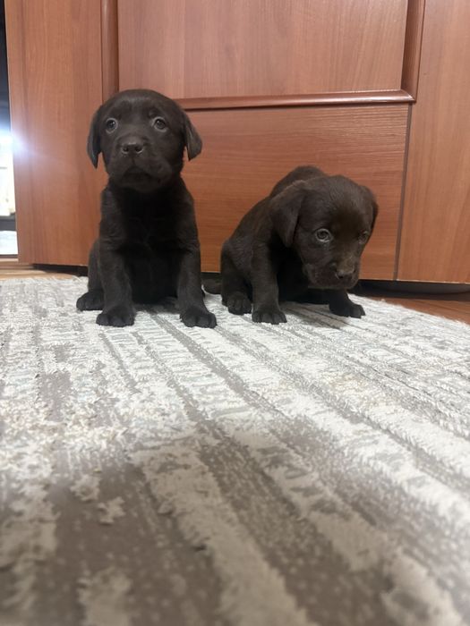 Девочки лабрадор ретривер