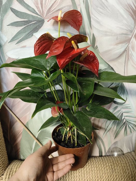 Орхидеи в подарок