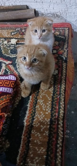 Шотландский кошка.   Shatladski mushuk bolalari