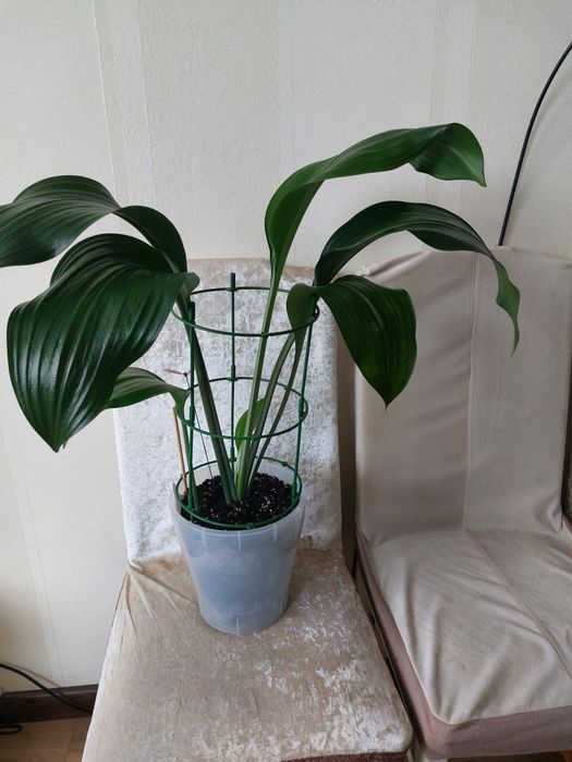 Эухарис (Амазонская лилия).