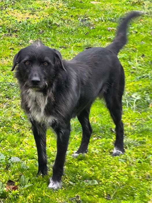 Търсим дом за куче