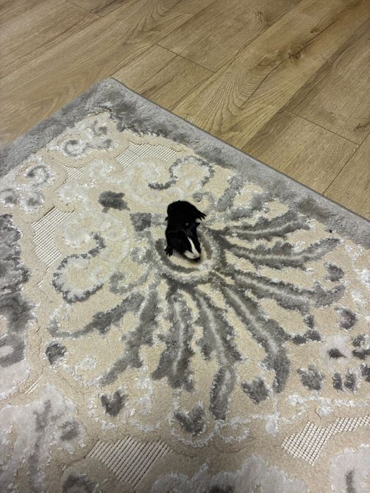 Donez porcușori de Guinea