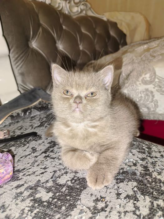 Продам котят Скотиш Фолд от 5 до 10тыс