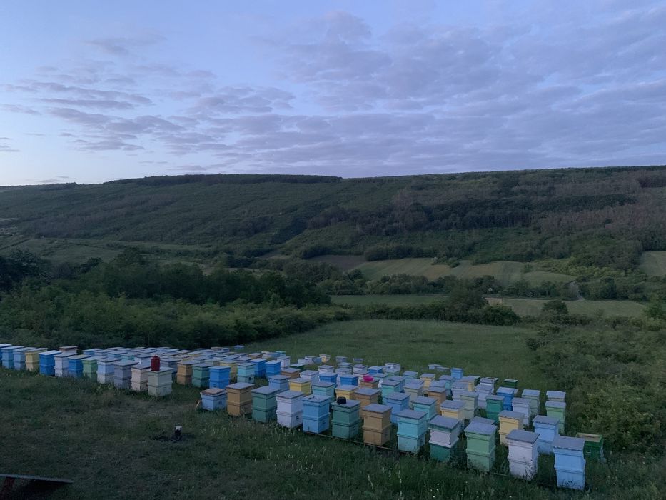 Miere de tei En-gros