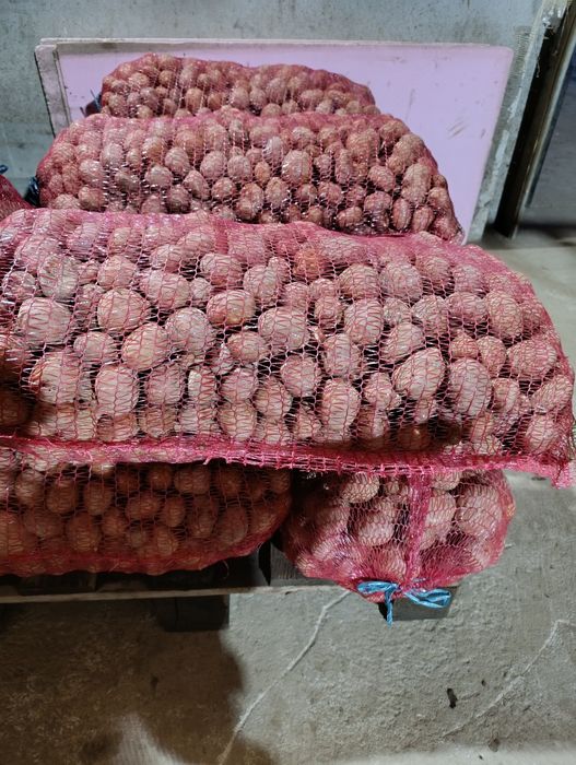 Cartofi samanta bellarosa