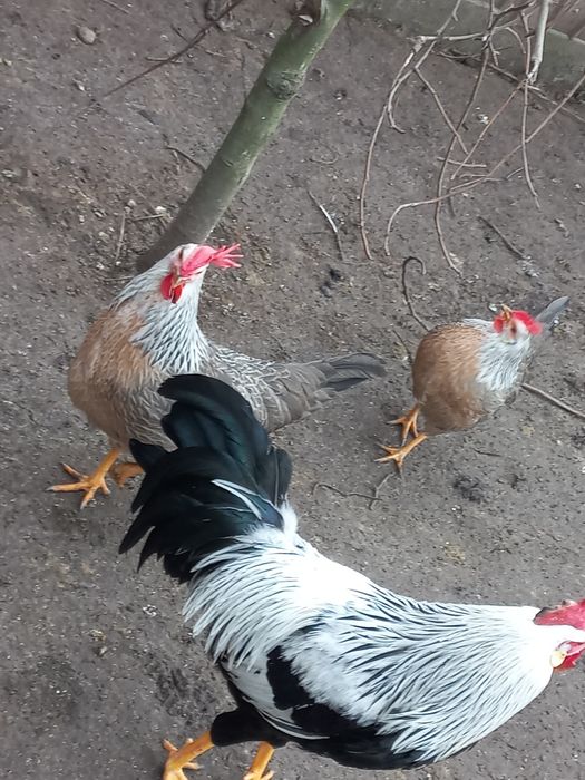 Oua incubat italiana argintie