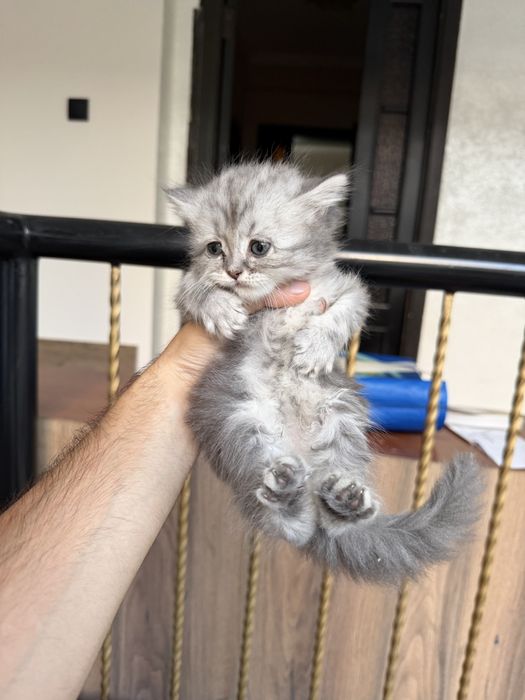 Scottish fold va strite
