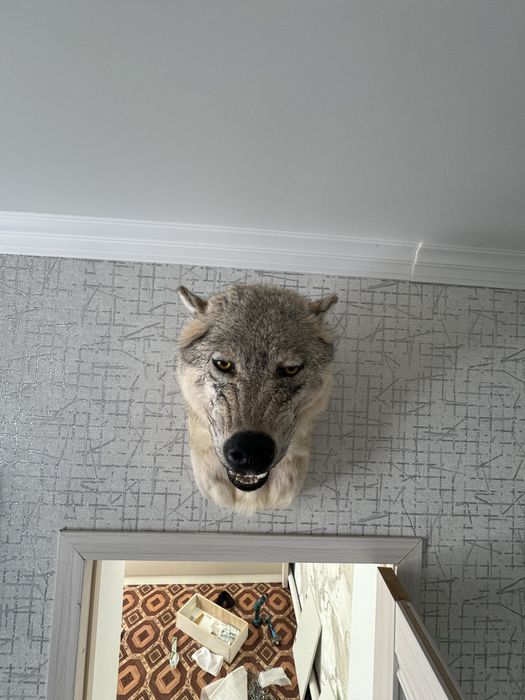 чучело волка