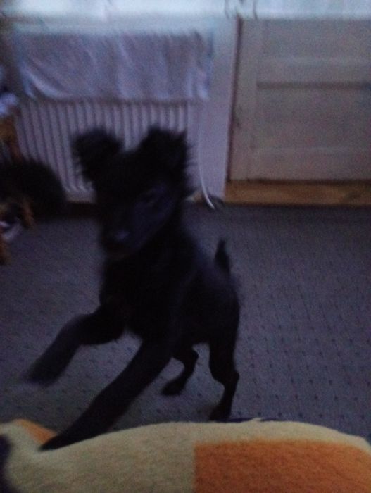 Donez csibe de turnai oi