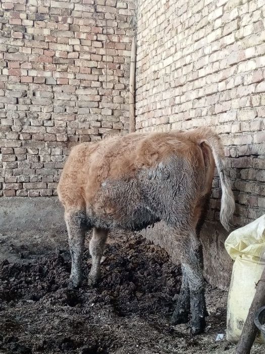 Сериал ґуложин сотилади 7 ойлик