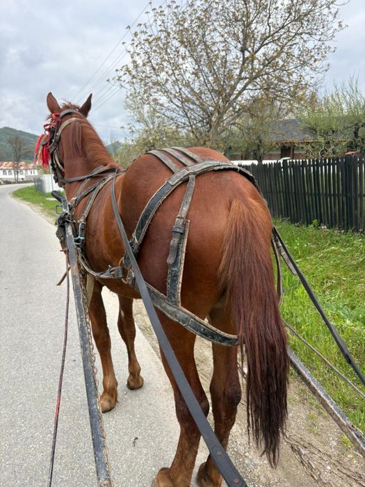 Vand cal de 8 ani si o manza de un an di o luna