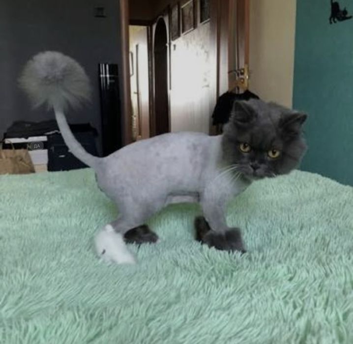 Стрижка кошек и собак