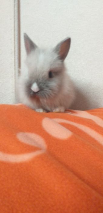 Iepurași pui mici și mari diferite rase mărimi și culori