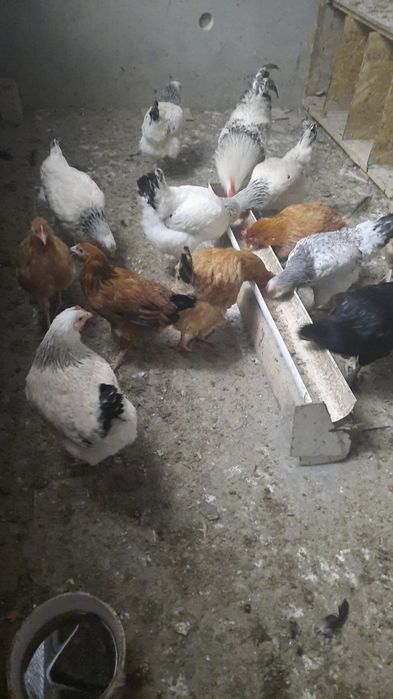 Тауық пен әтеш сатамын