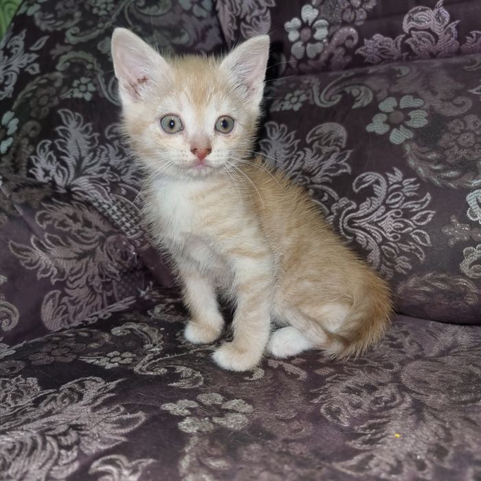 Продам котенка порода британец