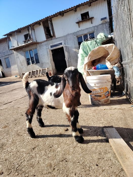 Țăpisor anglo nubian