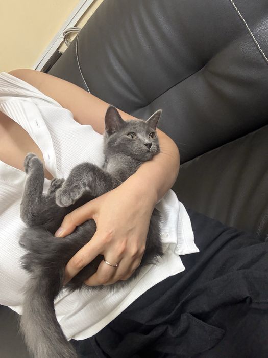 Котенок в хорошие руки